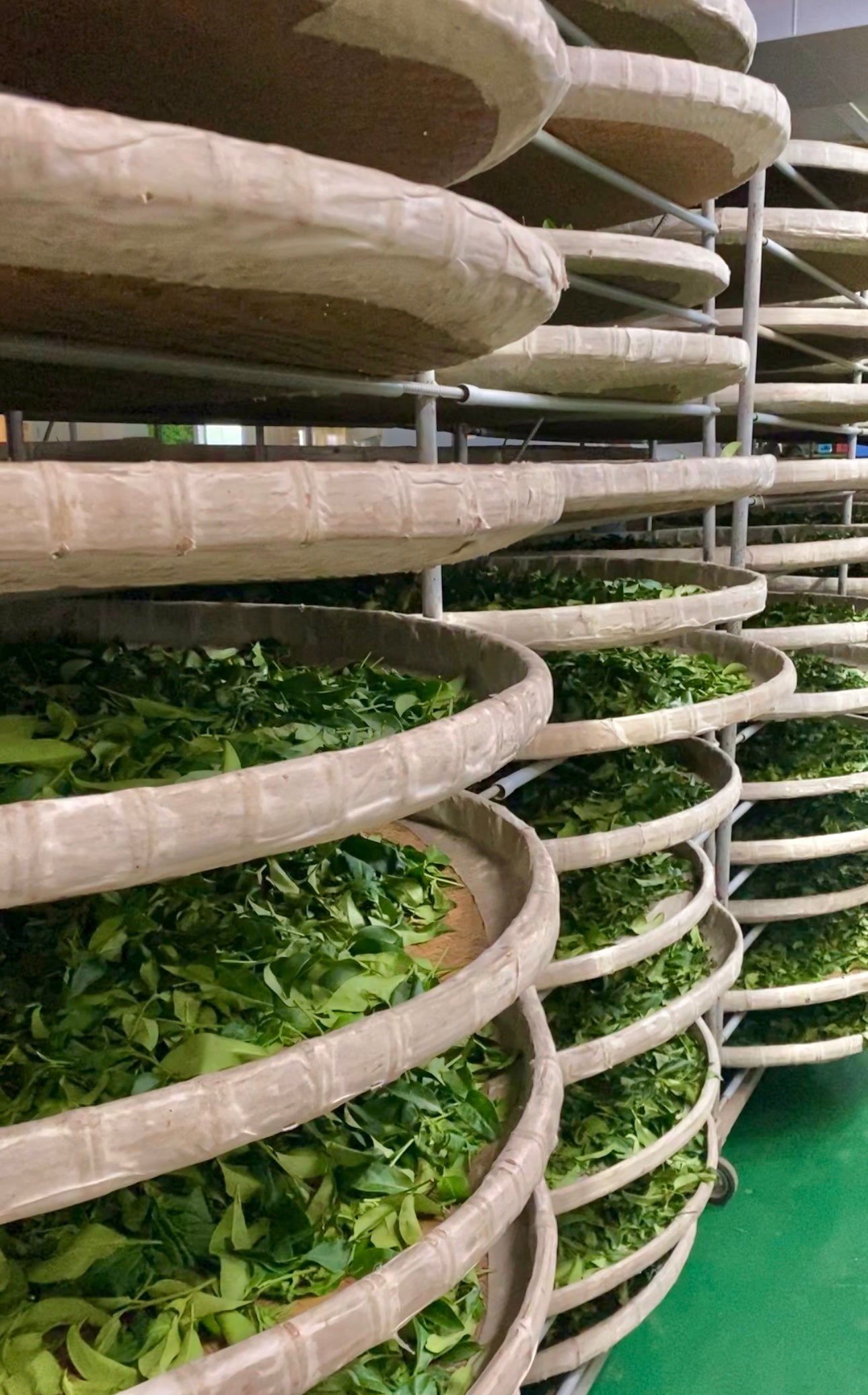 loose leaf quality Taiwan oolong honey bug bite aroma | Third