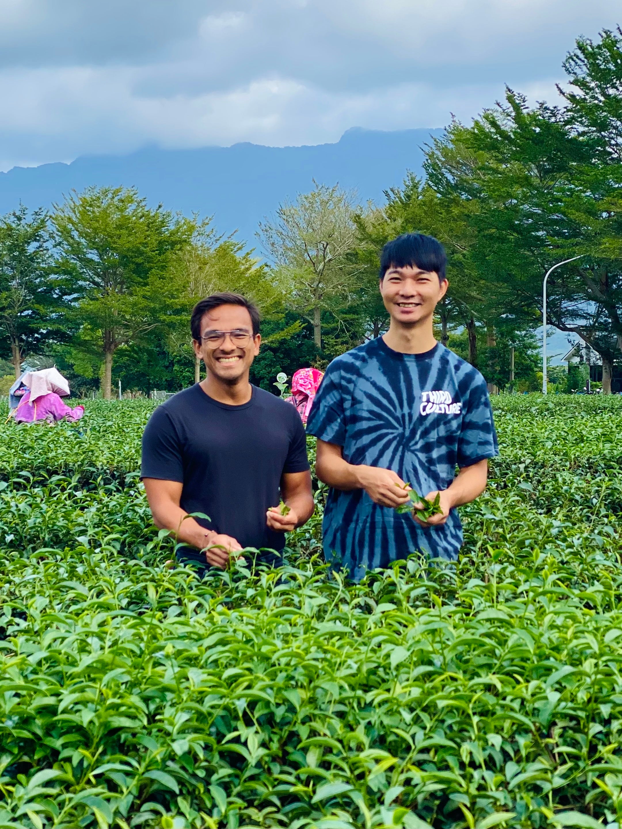 loose leaf quality Taiwan oolong honey bug bite aroma | Third